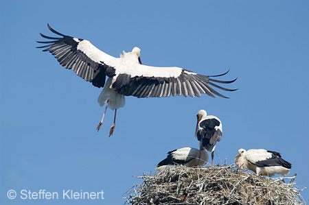 Weißstorch, Ciconia ciconia 018